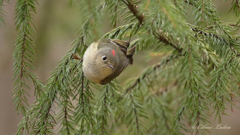 Roitelet  couronne rubis_Y3A5824 - Ruby-crowned Kinglet
