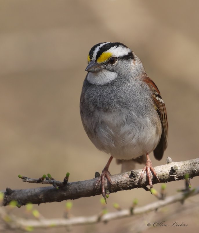 Bruant  gorge blanche_Y3A5845 - White-throated Sparrow