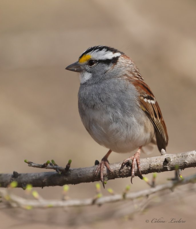 Bruant  gorge blanche_Y3A5858 - White-throated Sparrow