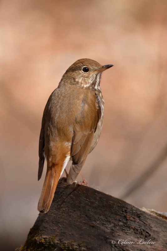 Grive solitaire_Y3A5873 - Hermit Thrush