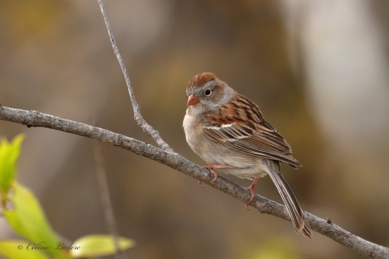 Bruant des champs_Y3A6305 - Field Sparrow