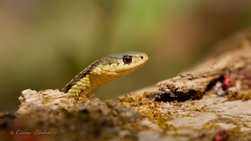 Couleuvre raye_Y3A6554 - Common garter snake
