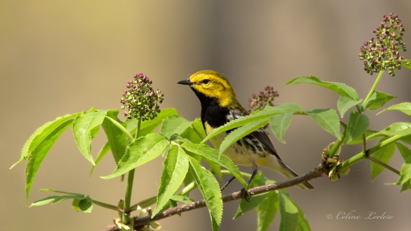 Paruline  gorge noire_Y3A2388 - Black-throated Green Warbler
