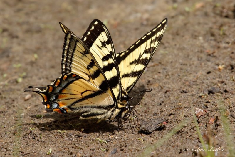 Papillon tigr du Canada_Y3A7126 - Canadian Tiger Swallowtail 