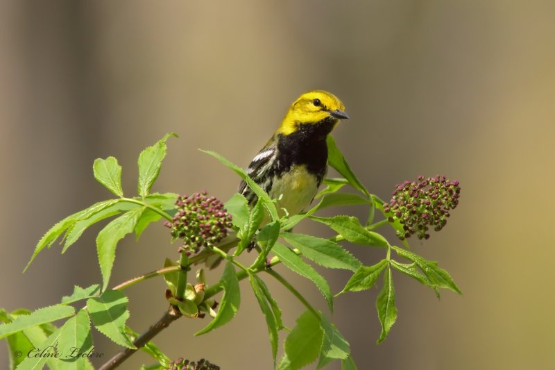 Paruline  gorge noire_Y3A2386 - Black-throated Green Warbler