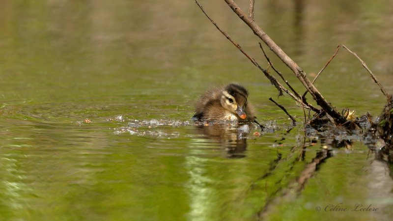 Canard branchu (poussin)_Y3A7444- Wood Duck chick