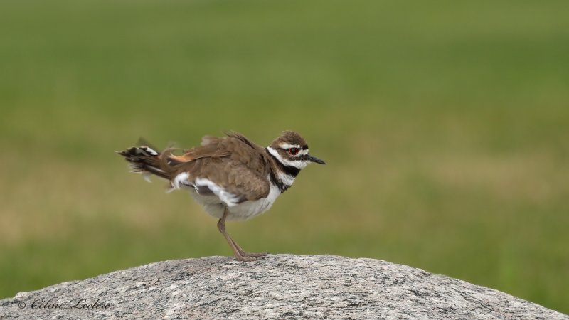 Pluvier kildir_Y3A8093 - Killdeer