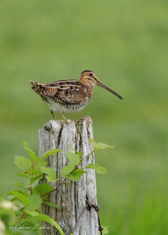 Bcassine de Wilson_Y3A5978 - Wilson's Snipe