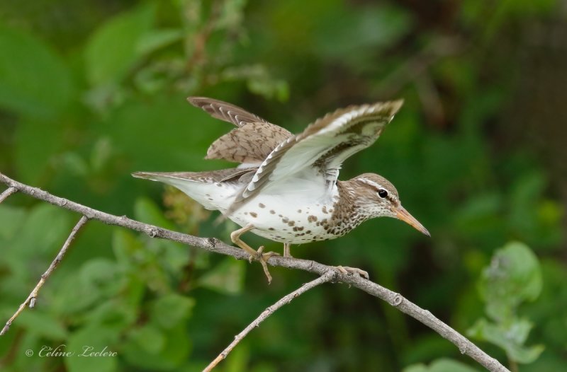 Chevalier grivel_Y3A900 - Spotted Sandpiper