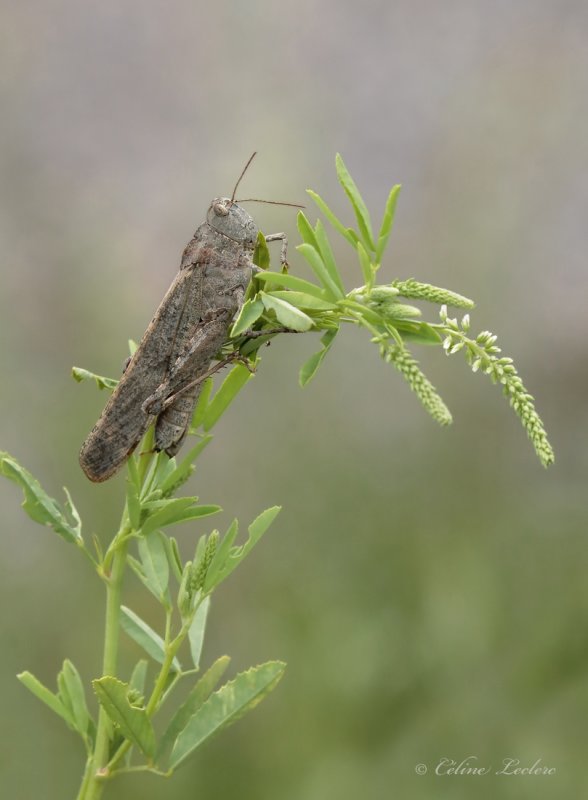 Oedipode  ailes noires_Y3A0972 - Carolina Grasshopper