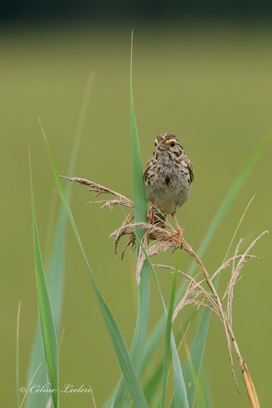 Bruant des prs_Y3A1610 - Savannah Sparrow
