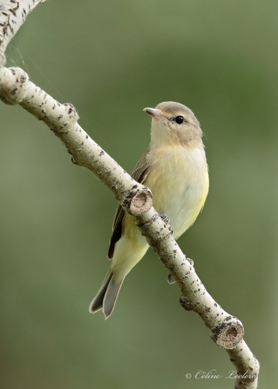 Viro mlodieux_Y3A2425 - Warbling Vireo