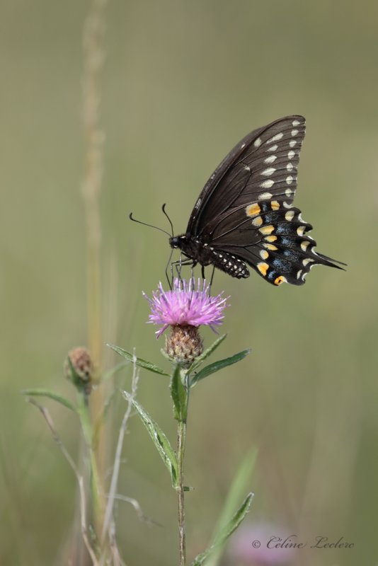 Papillon du cleri_Y3A2687 - Black Swallowtail