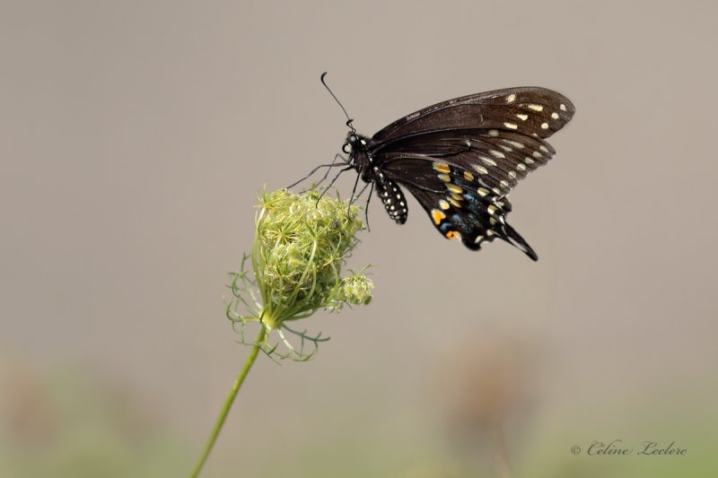 Papillon du cleri_Y3A2722 - Black Swallowtail