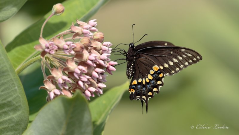 Papillon du cleri_Y3A2829 - Black Swallowtail