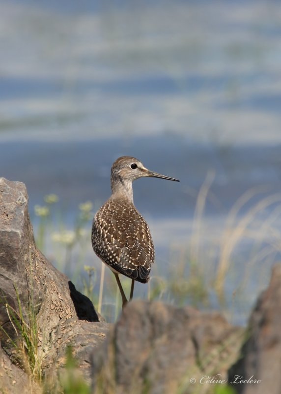 Petit chevalier_Y3A3160 - Lesser Yellowlegs