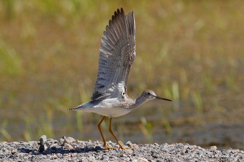 Grand chevalier_Y3A4633 - Greater Yellowlegs
