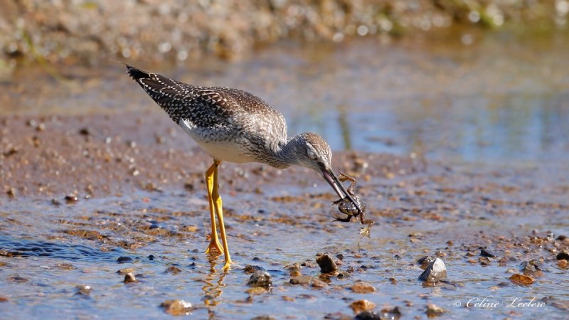 Grand chevalier_Y3A4676 - Greater Yellowlegs