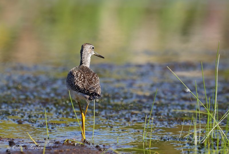 Grand chevalier_Y3A4846 - Greater Yellowlegs