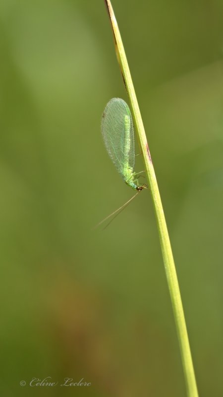 Chrysope verte_Y3A4094 - Green lacewing
