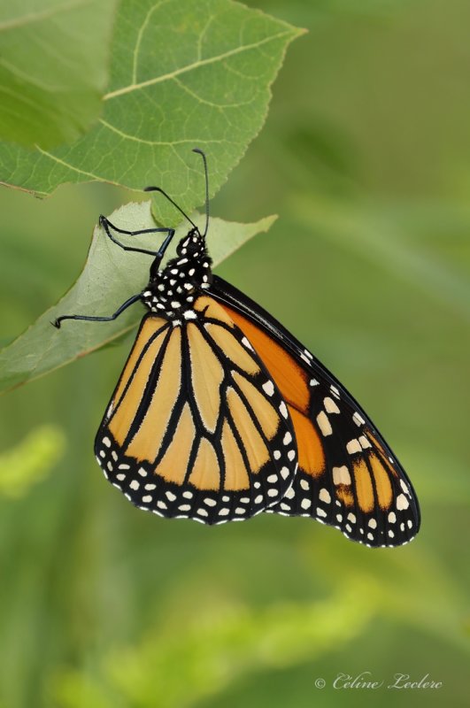 Papillon Monarque_Y3A4504 - Monarch