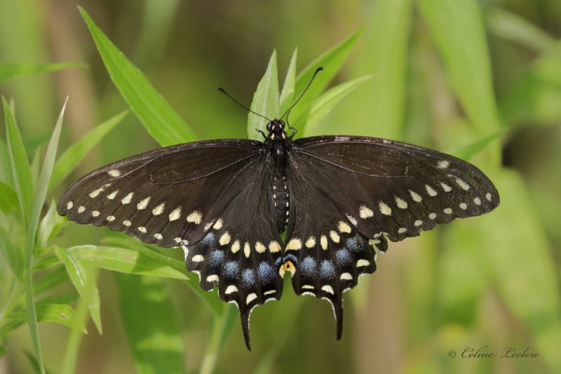 Papillon du cleri_Y3A2750 - Black Swallowtail