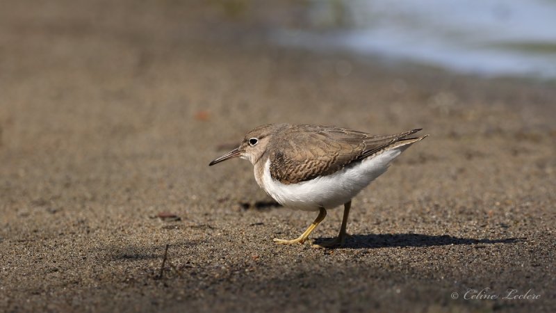 Chevalier grivel_Y3A5332 - Spotted Sandpiper