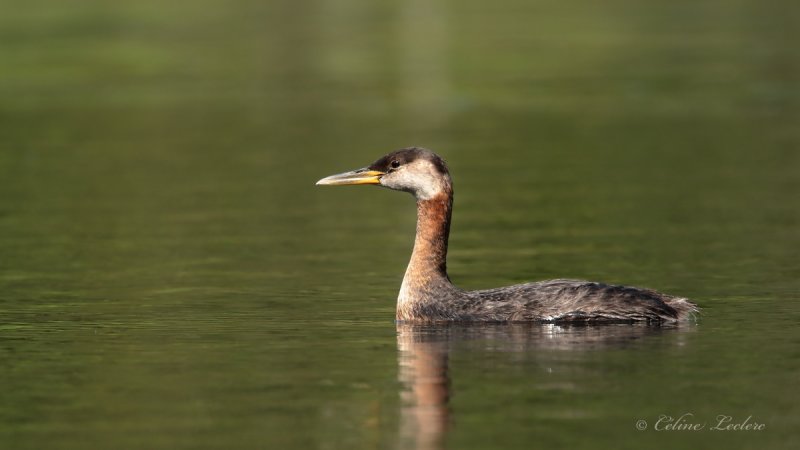 Grbe jougris_Y3A5520 - Red-necked Grebe