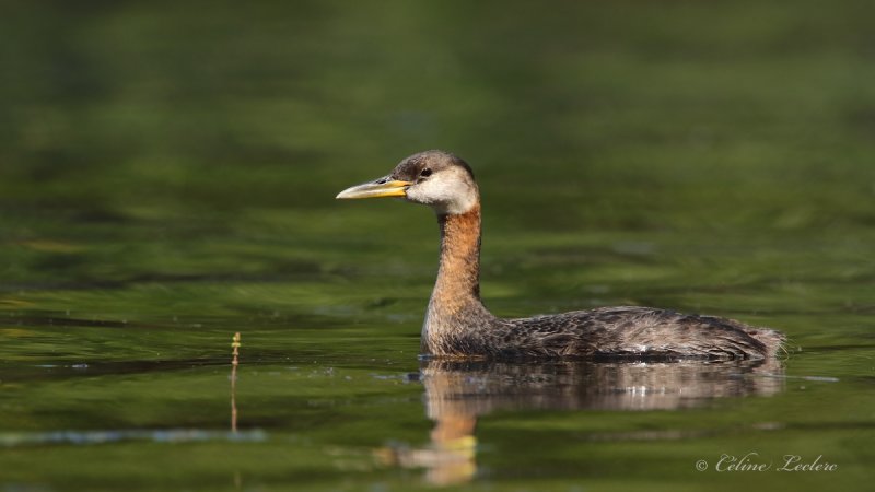 Grbe jougris_Y3A5483 - Red-necked Grebe