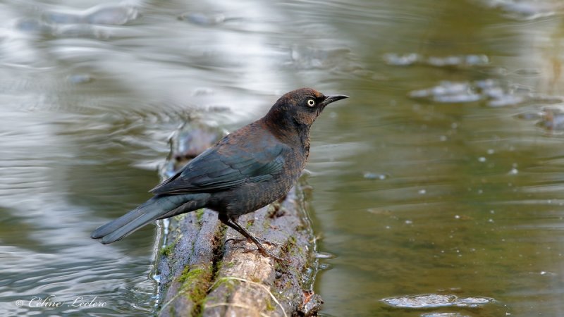 Quiscale rouilleux_Y3A6696 - Rusty Blackbird