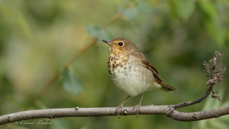 Grive  dos olive_Y3A6762 - Swainson's Thrush