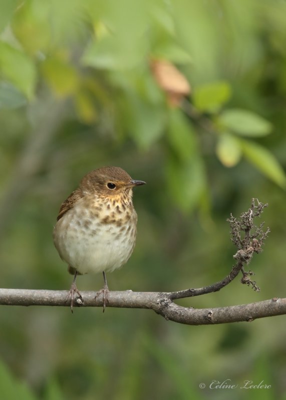 Grive  dos olive_Y3A6755 - Swainson's Thrush