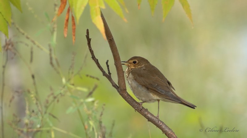 Grive  dos olive_Y3A6731 - Swainson's Thrush
