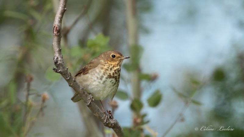 Grive  dos olive_Y3A6733 - Swainson's Thrush