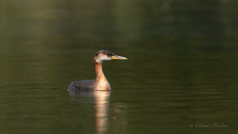 Grbe jougris_Y3A5545 - Red-necked Grebe