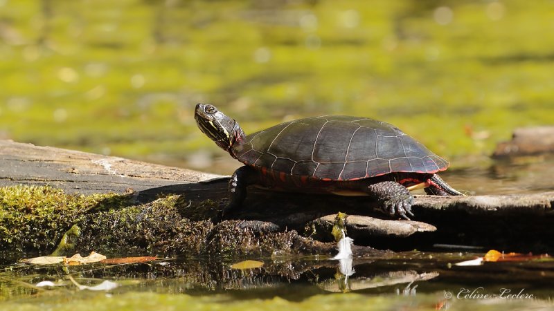 Tortue peinte_Y3A6862 - Painted turtle