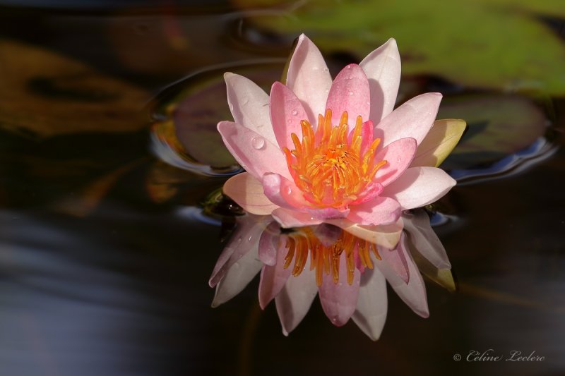 Nympha_Y3A7022 - Water Lily