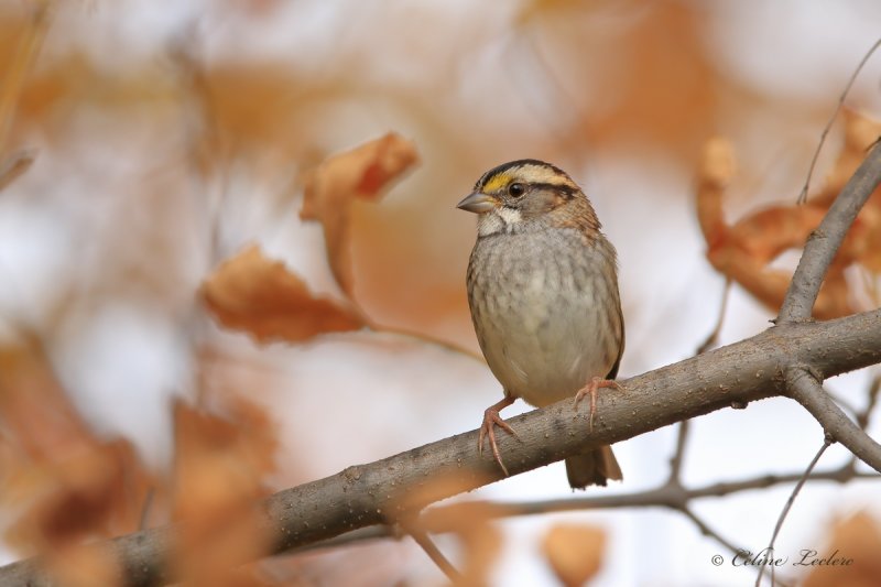 Bruant  gorge blanche_Y3A7137 - White-throated Sparrow
