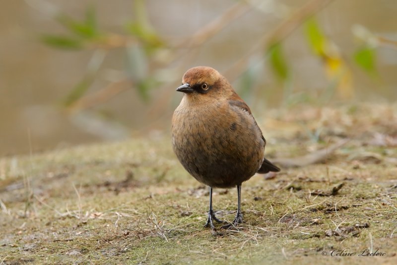Quiscale rouilleux_Y3A7350 - Rusty Blackbird