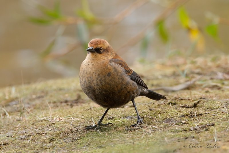 Quiscale rouilleux_Y3A7353 - Rusty Blackbird
