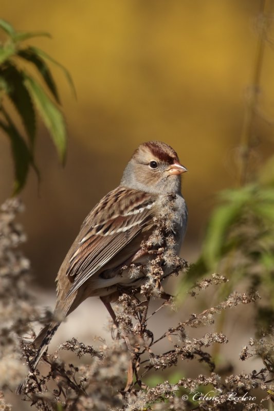 Bruant  couronne blanche_Y3A7505 - White-crowned Sparrow