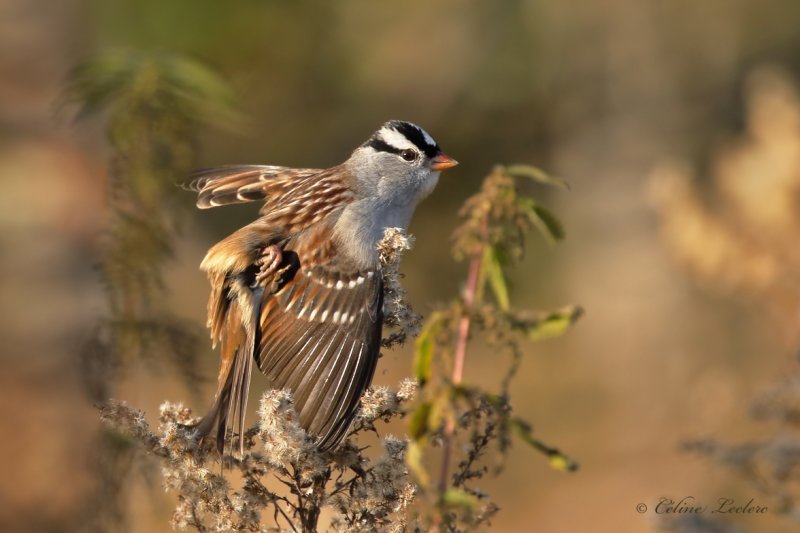 Bruant  couronne blanche_Y3A7595 - White-crowned Sparrow