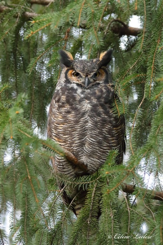 Grand Duc d'Amrique_Y3A8993 - Great Horned Owl