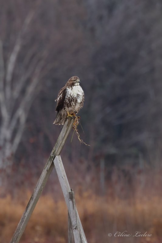 Buse  queue rousse_Y3A9962 - Red-tailed Hawk
