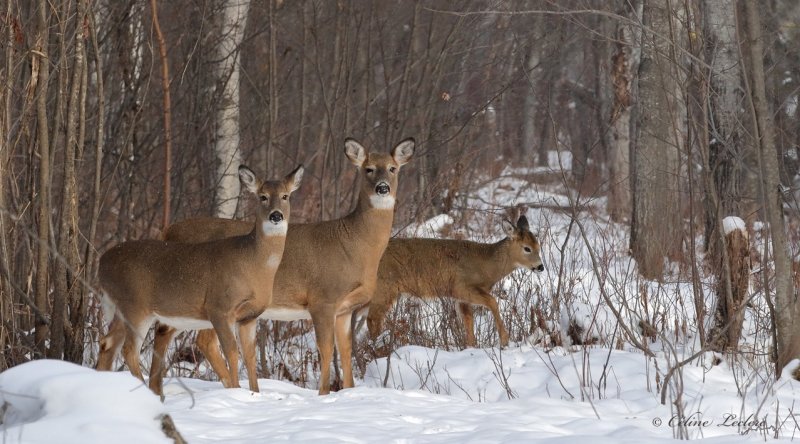 Cerf de Virginie_Y3A0143 - White-tailed Deer