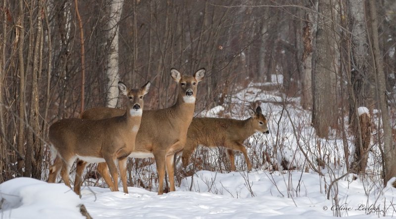 Cerf de Virginie_Y3A0143 - White-tailed Deer 