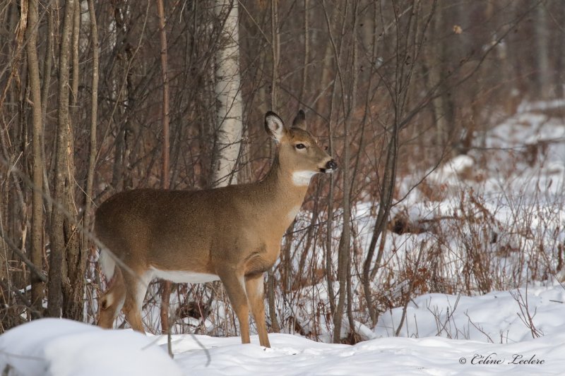 Cerf de Virginie_Y3A0166 - White-tailed Deer 