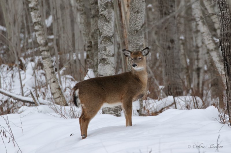 Cerf de Virginie_Y3A0220 - White-tailed Deer 
