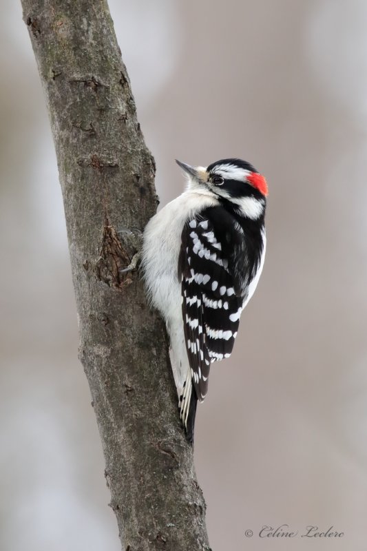 Pic mineur_Y3A0365 - Downy Woodpecker 