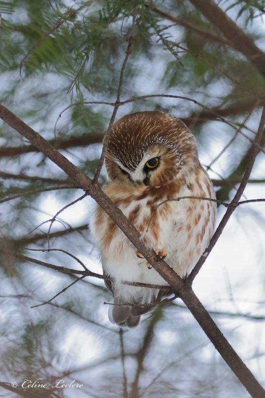 Petite Nyctale_Y3A0626 - Northern Saw-whet Owl